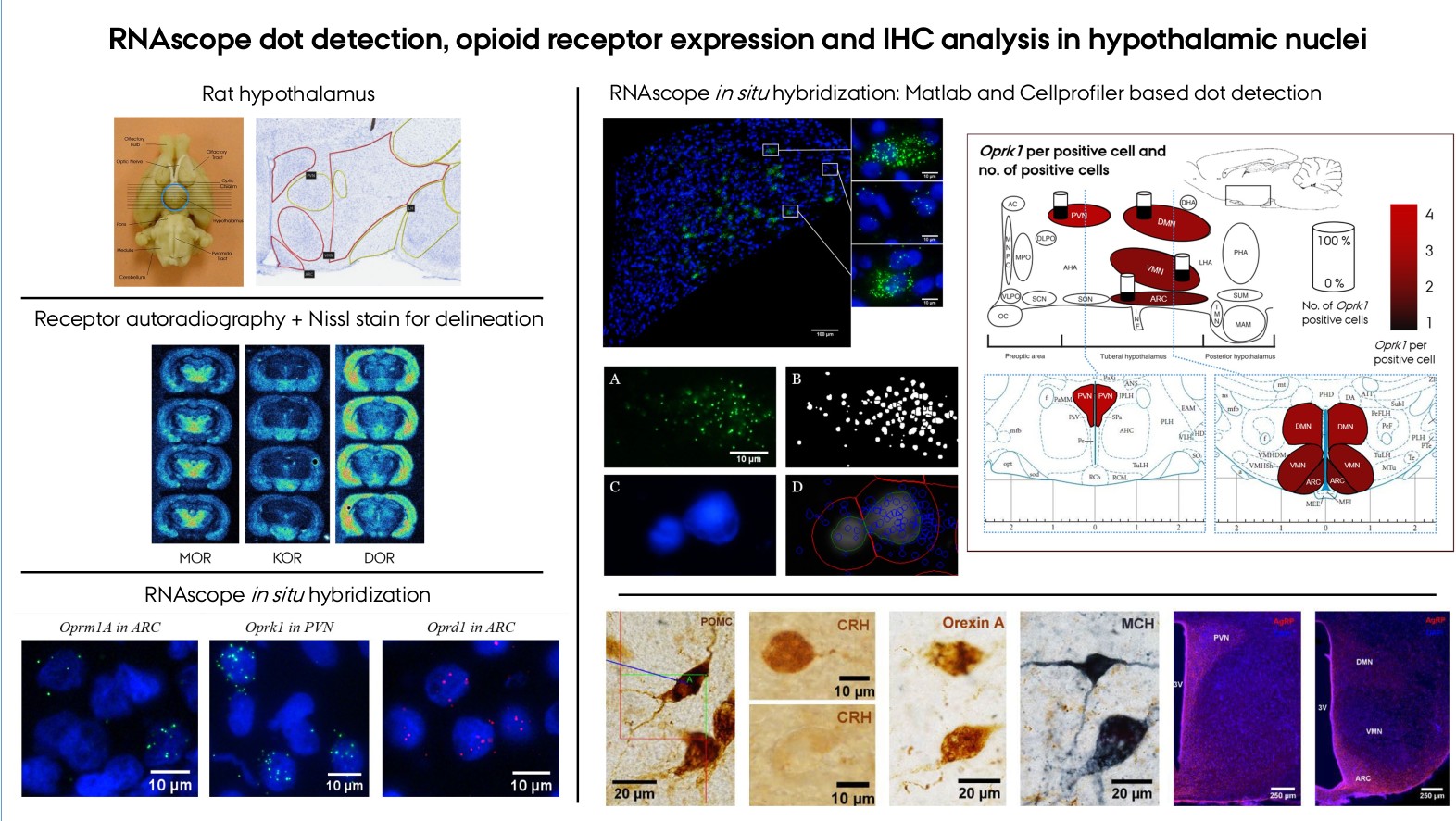 RNAscope dot detection, opioid receptor expression and IHC analysis in hypothalamic nuclei RNAscope dot detection, opioid receptor expression and IHC analysis in hypothalamic nuclei